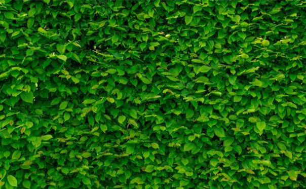 酒店裝飾設(shè)計(jì)：如何選擇擺放酒店裝飾花草？